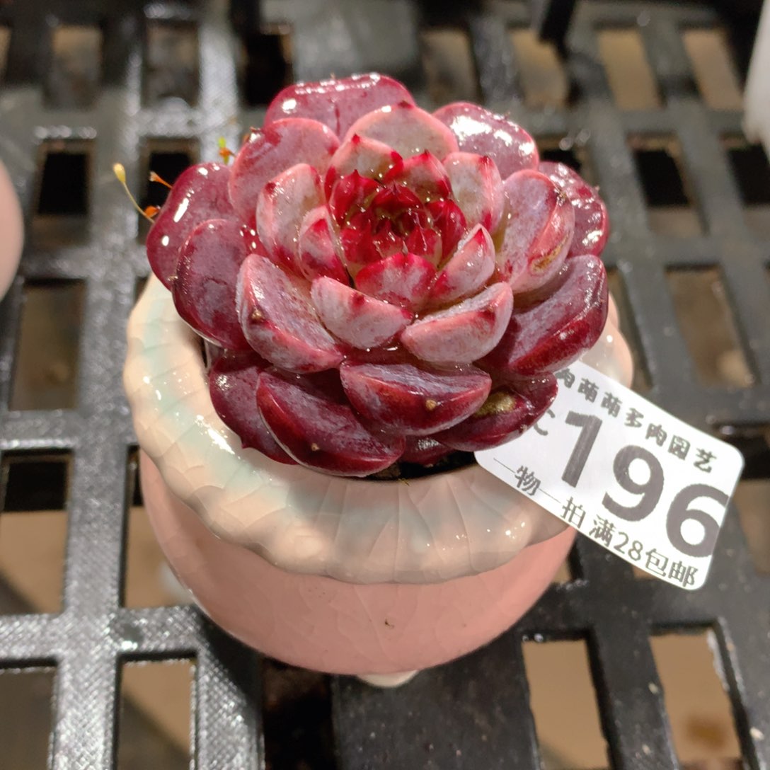 肉萌萌拇指盆精控多肉ZC196