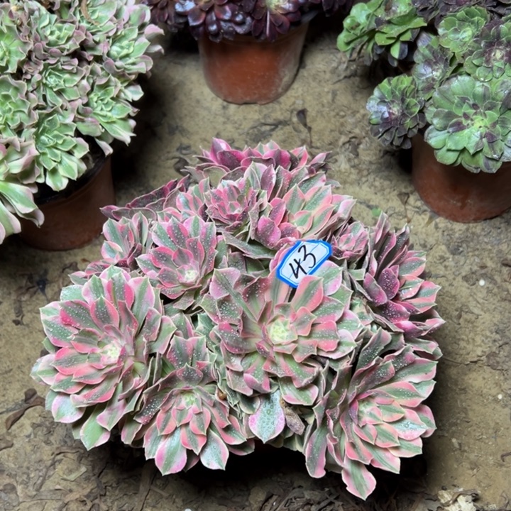 多肉植物粉女妖43