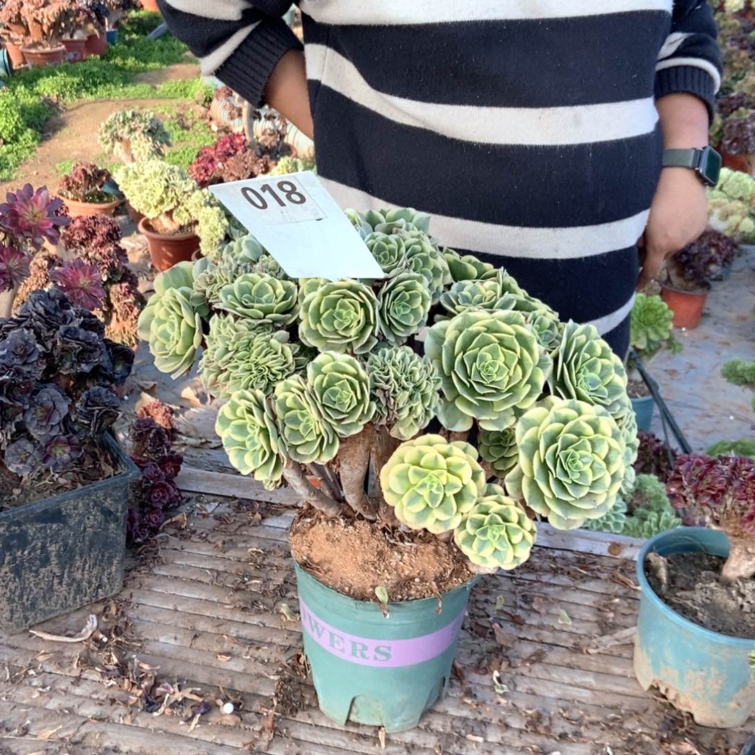 @***签018迈巴赫干伤处理断枝