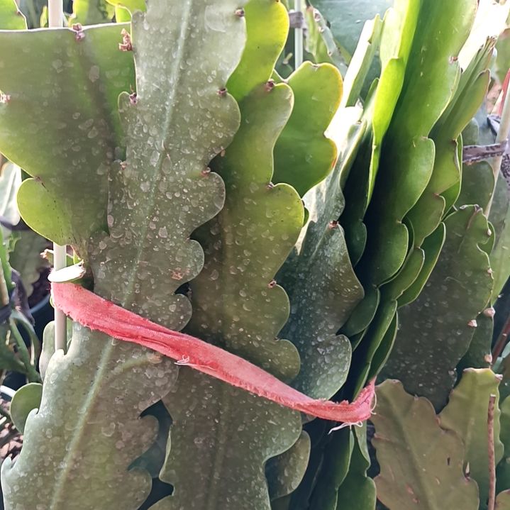 阳**姐令箭何花黎明黄