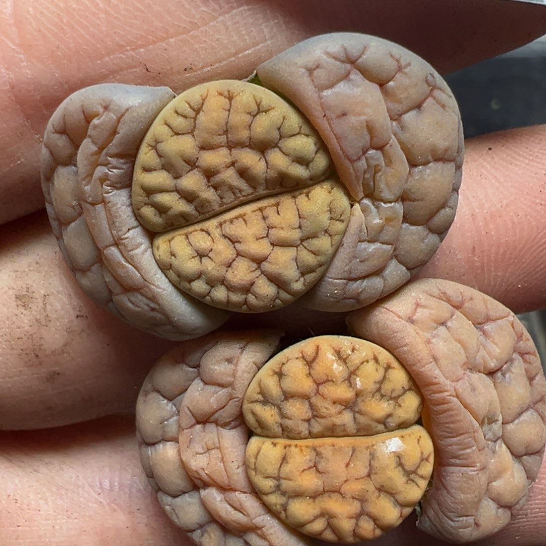 【闪购商品】867……