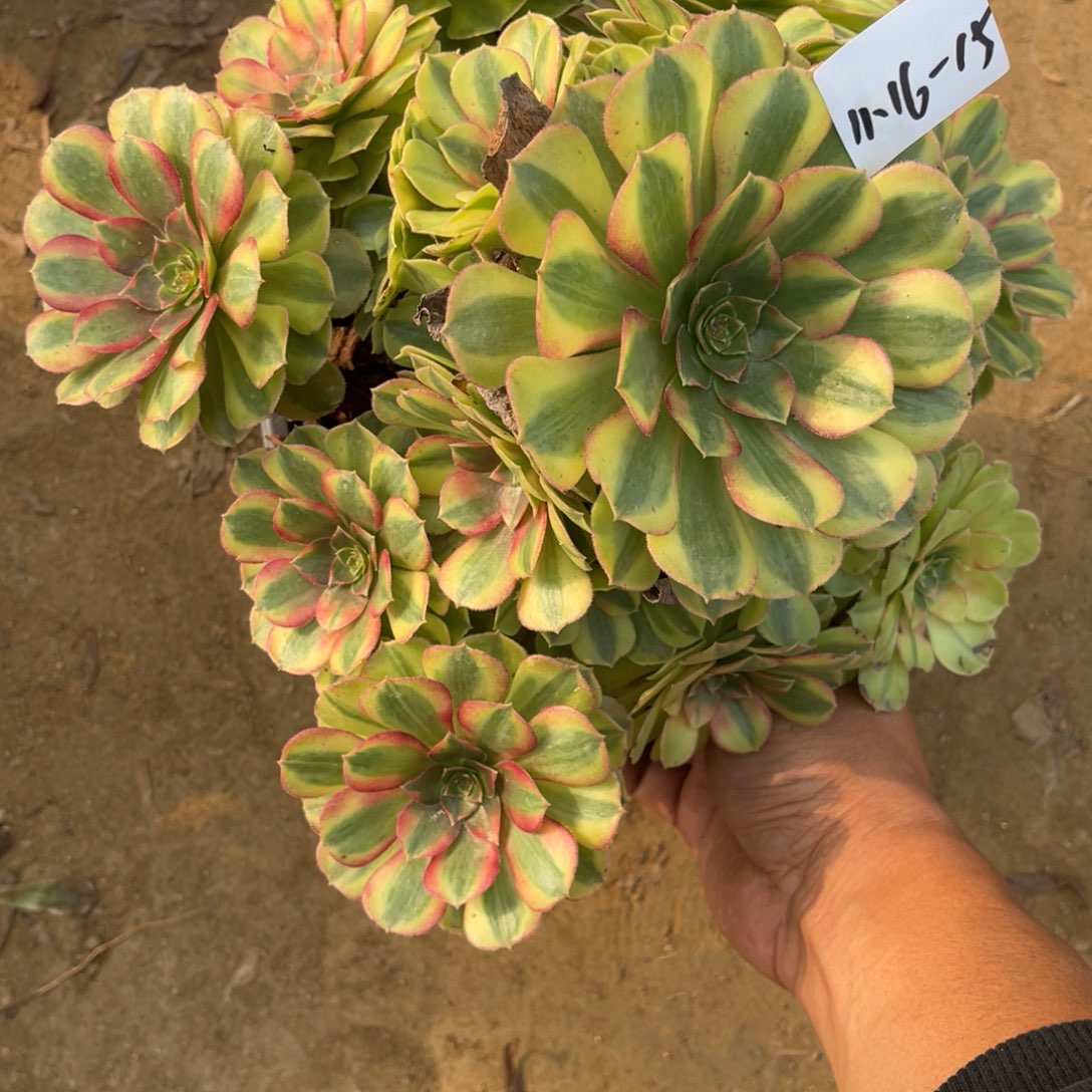 11-16-15雨荷法师锦