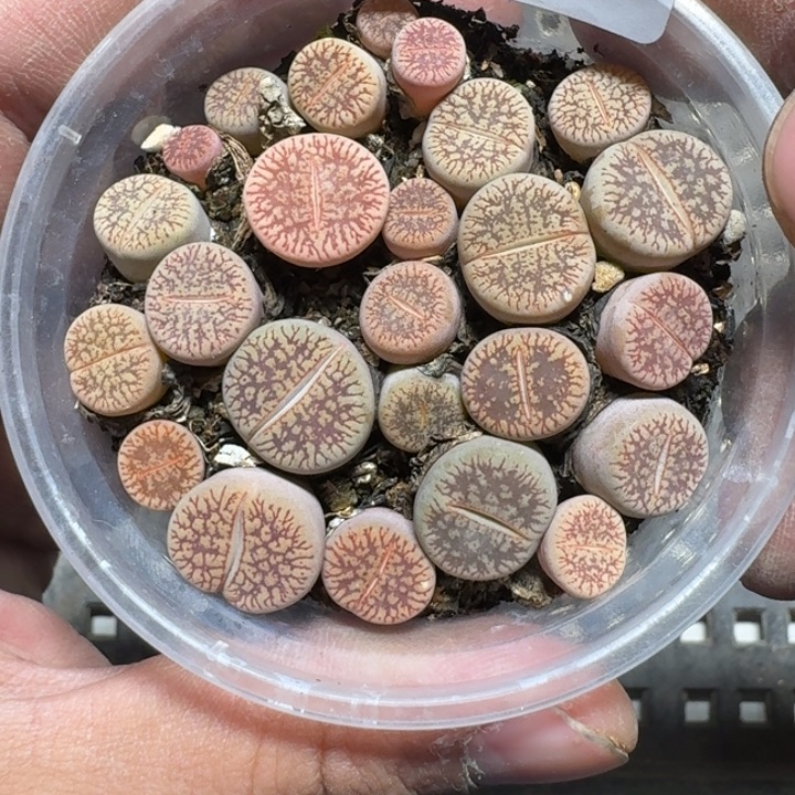 220 多肉植物多肉植物