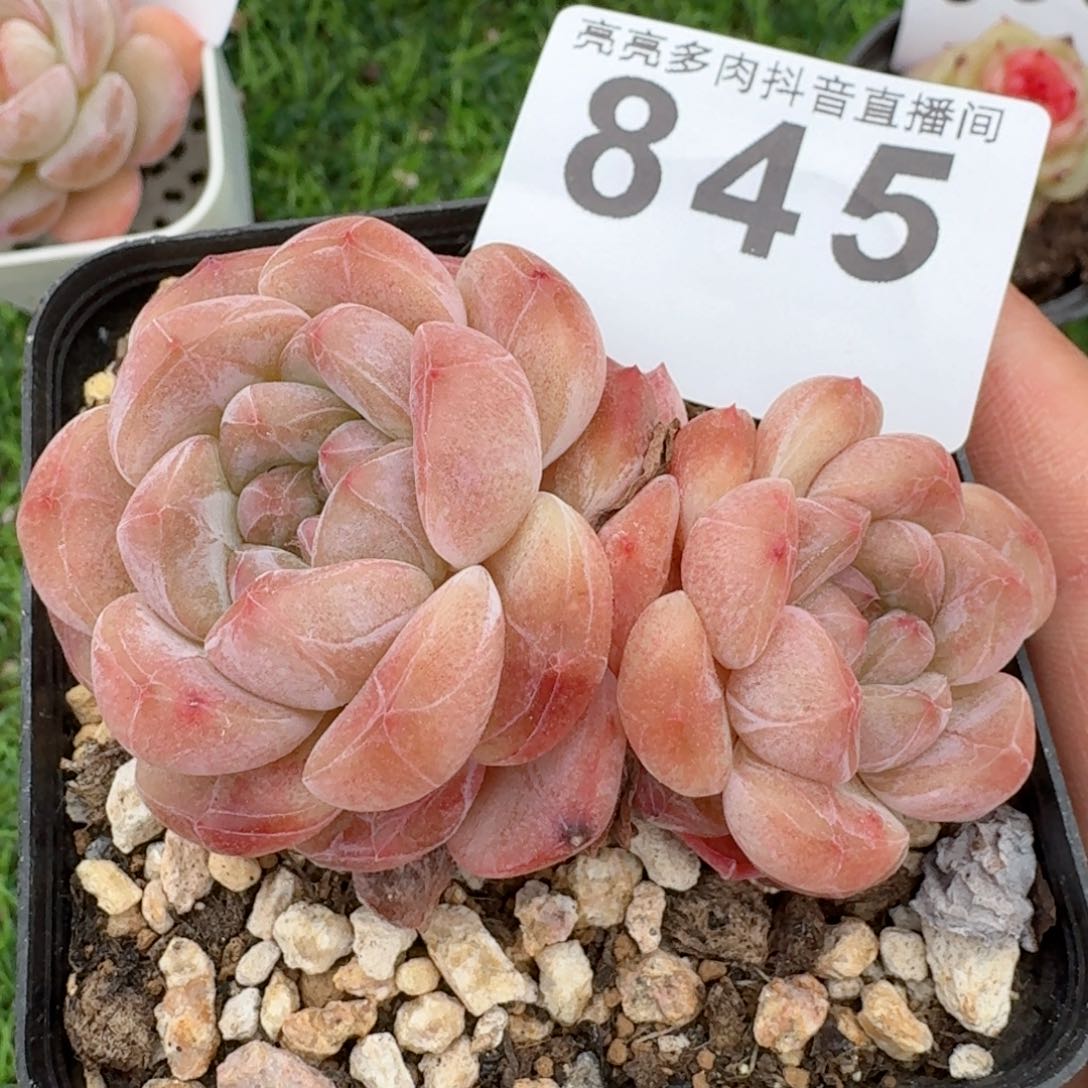 黛玉冰魄         多肉植物