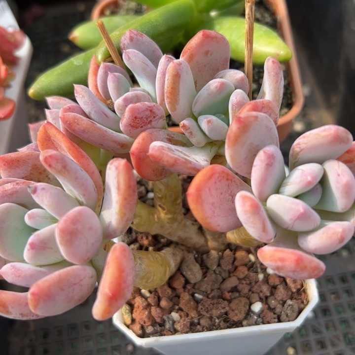 幸运儿是一位非常优秀且