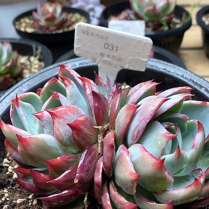 惊鸿仙子双头031