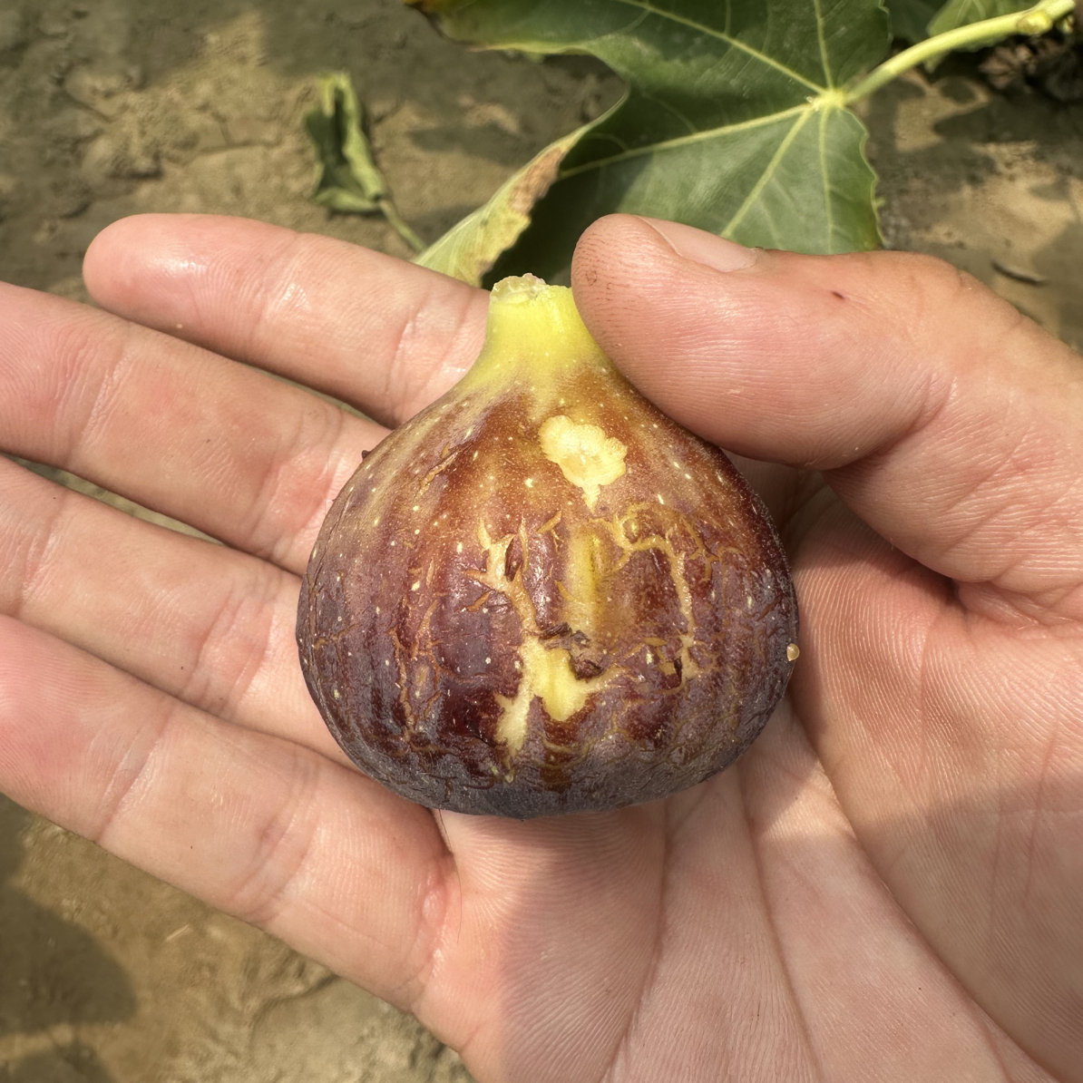 【无花果品种苗】品种对版 包邮发货