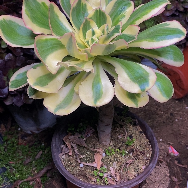 燕姿锦老桩819号链接