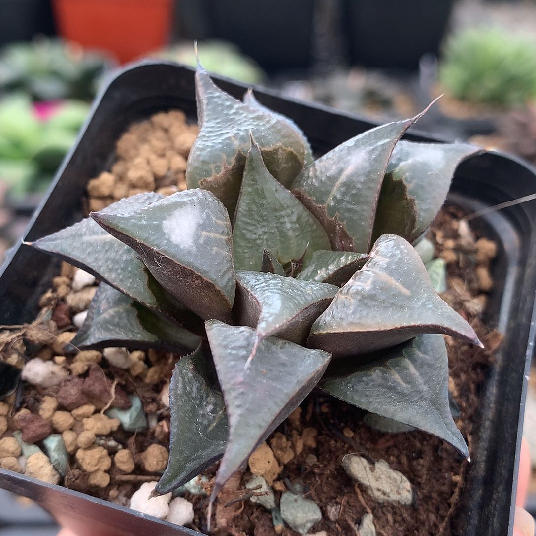 白凤一物一拍带盆