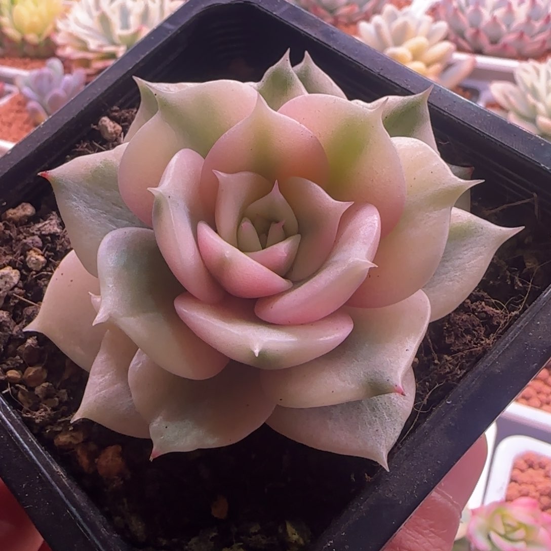 贝加尔湖锦 多肉植物