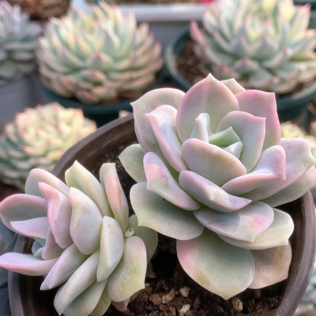 177可爱玫瑰锦锦锦锦