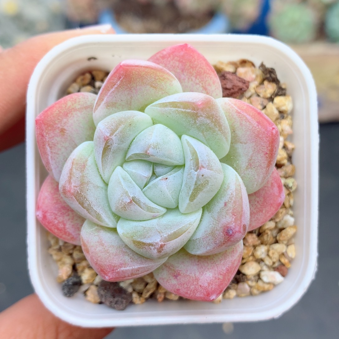 58包邮  群生不包整23