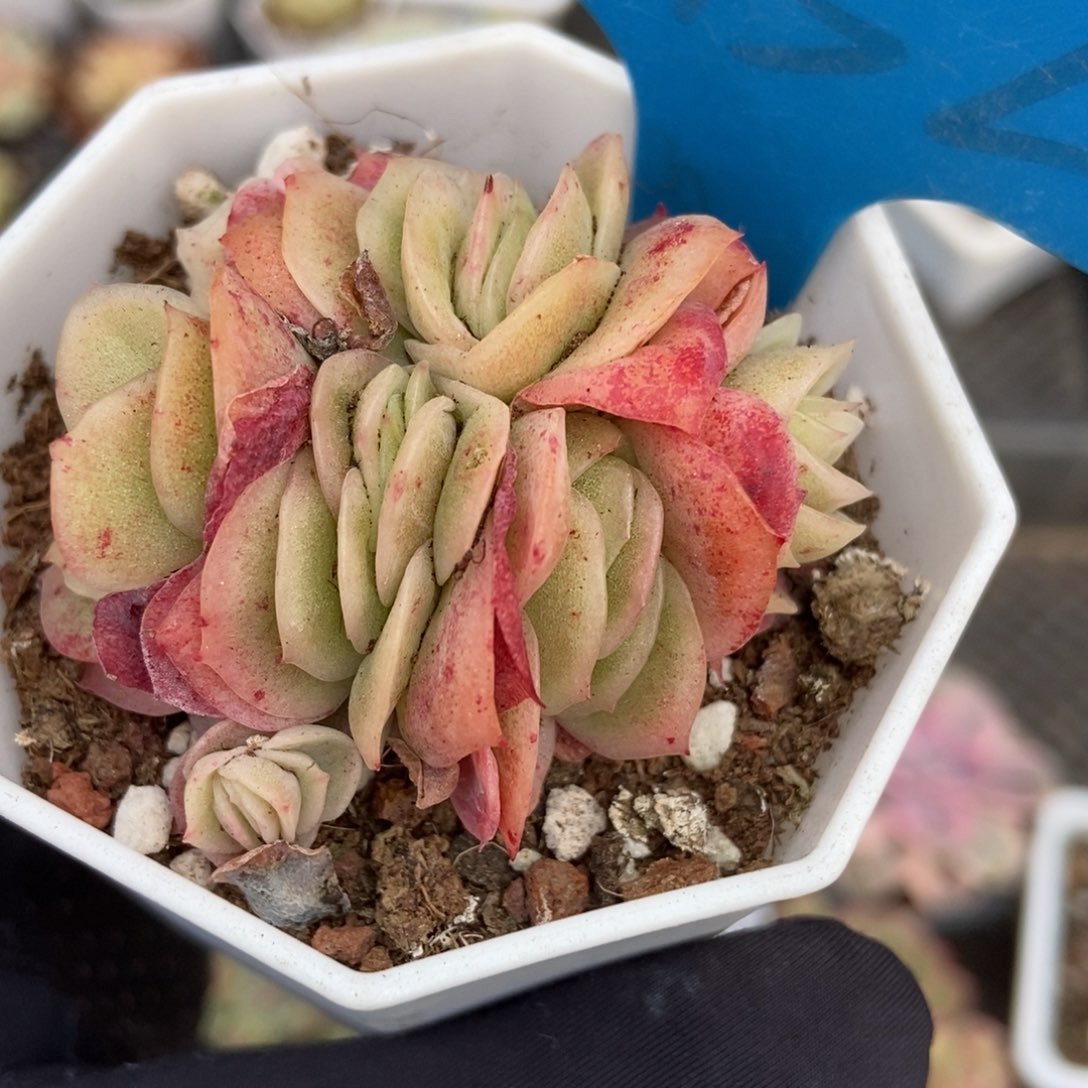 952冰玫瑰锦多肉植物