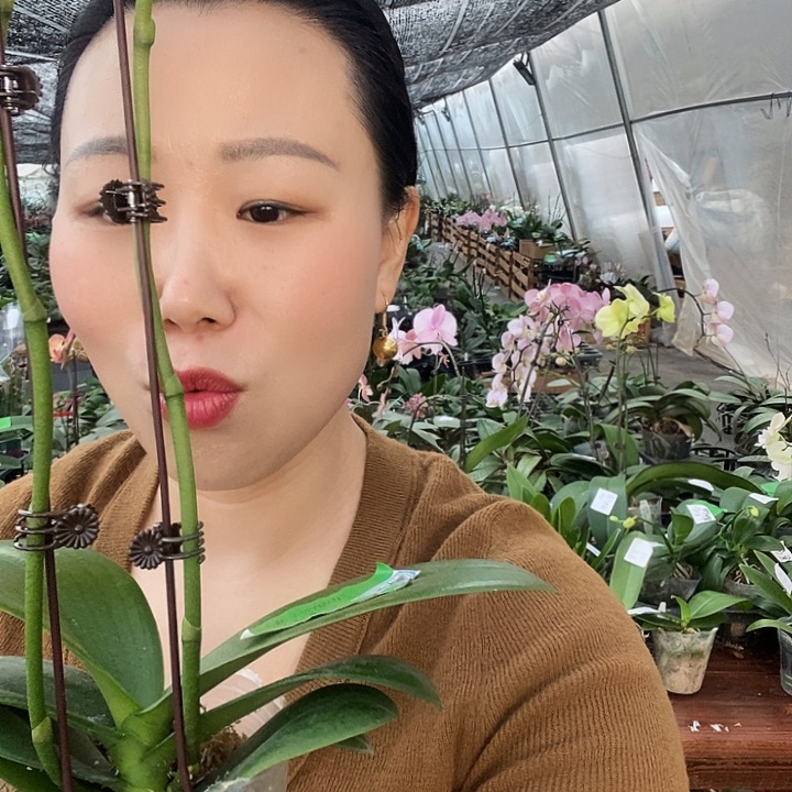 无花朵白天鹅蝴蝶兰