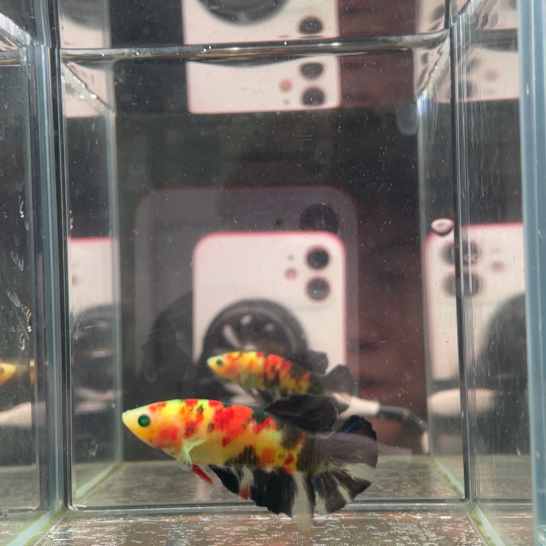 斗鱼印尼精品斗鱼120