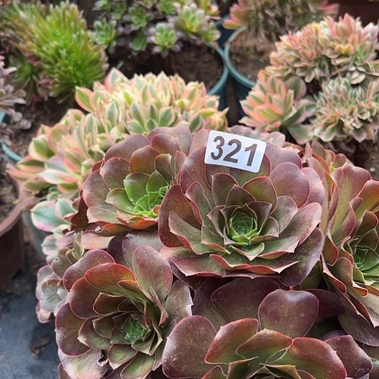 意***义多肉植物一个美金321