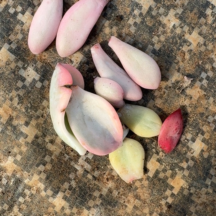 叶片组合罗密欧叶片