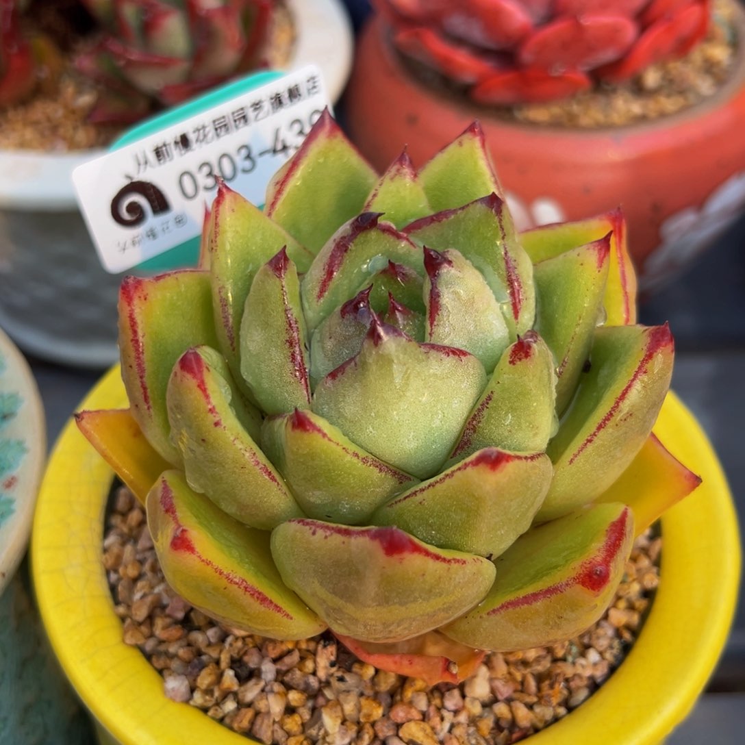 从前慢多肉精选编号0303.439