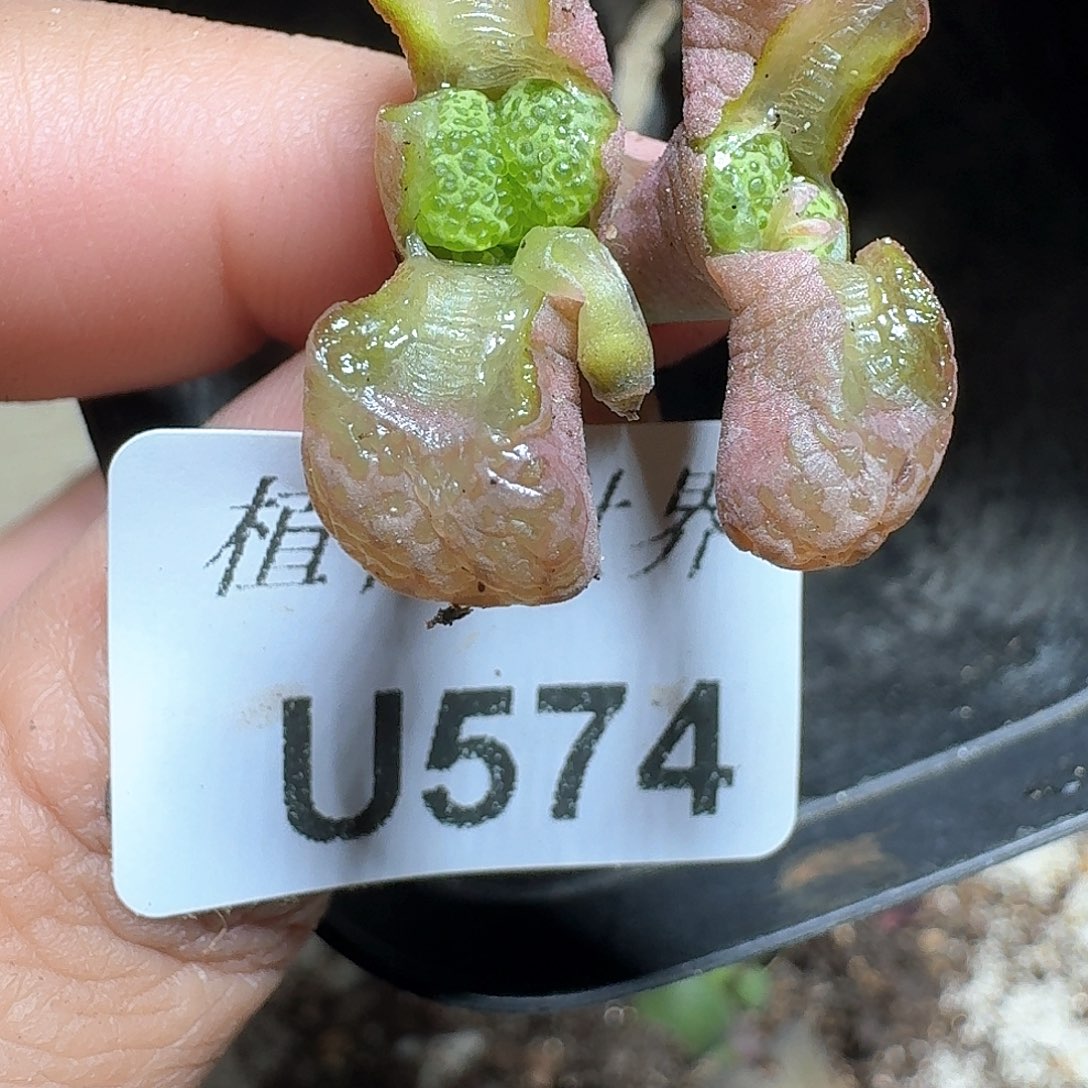 574号多肉植物提取c g