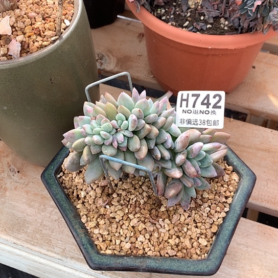 奥普琳娜缀化742 亏本处理退款拉黑7-8天发货