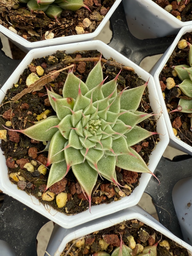 精品银星 长睫毛 多肉植物