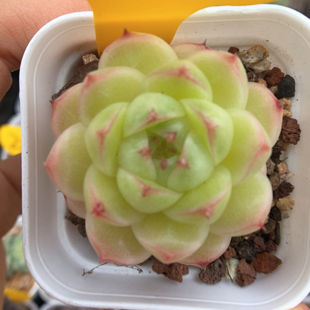 菠萝蜜麦秆861号。  