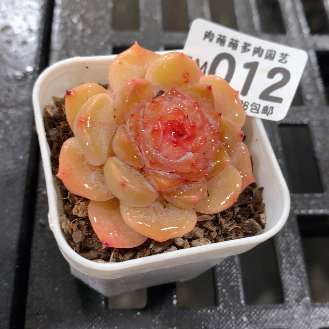 肉萌萌拇指盆精控多肉ZM012