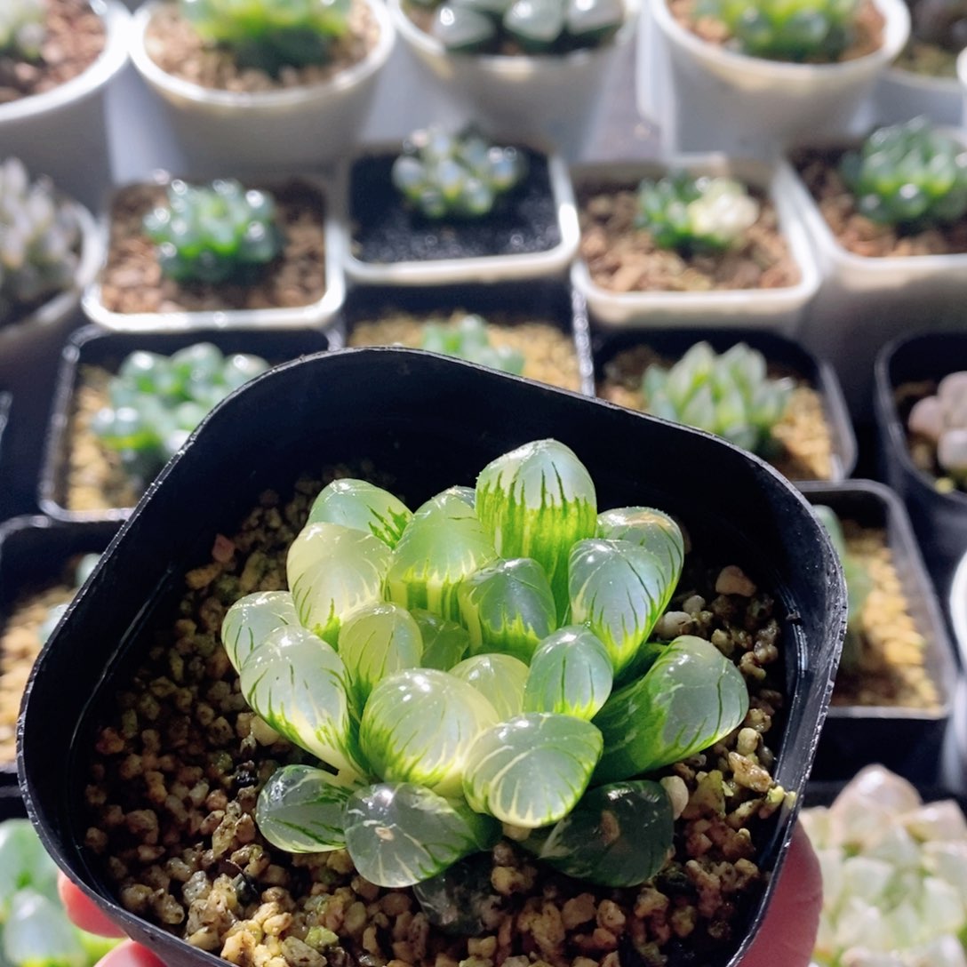 圆头实生玉露锦多肉植物