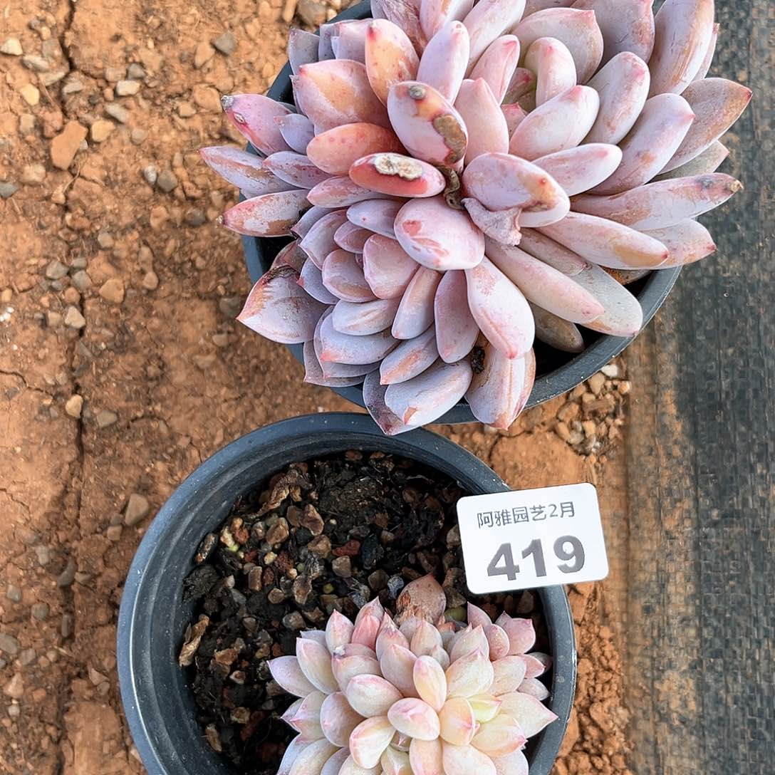 阿雅园艺。             419