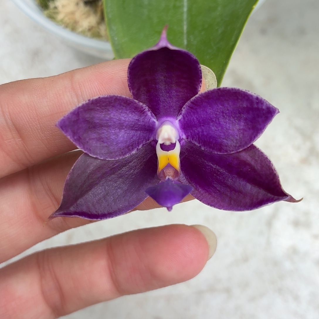 当前无花朵，栽培后可花朵A275yss1230