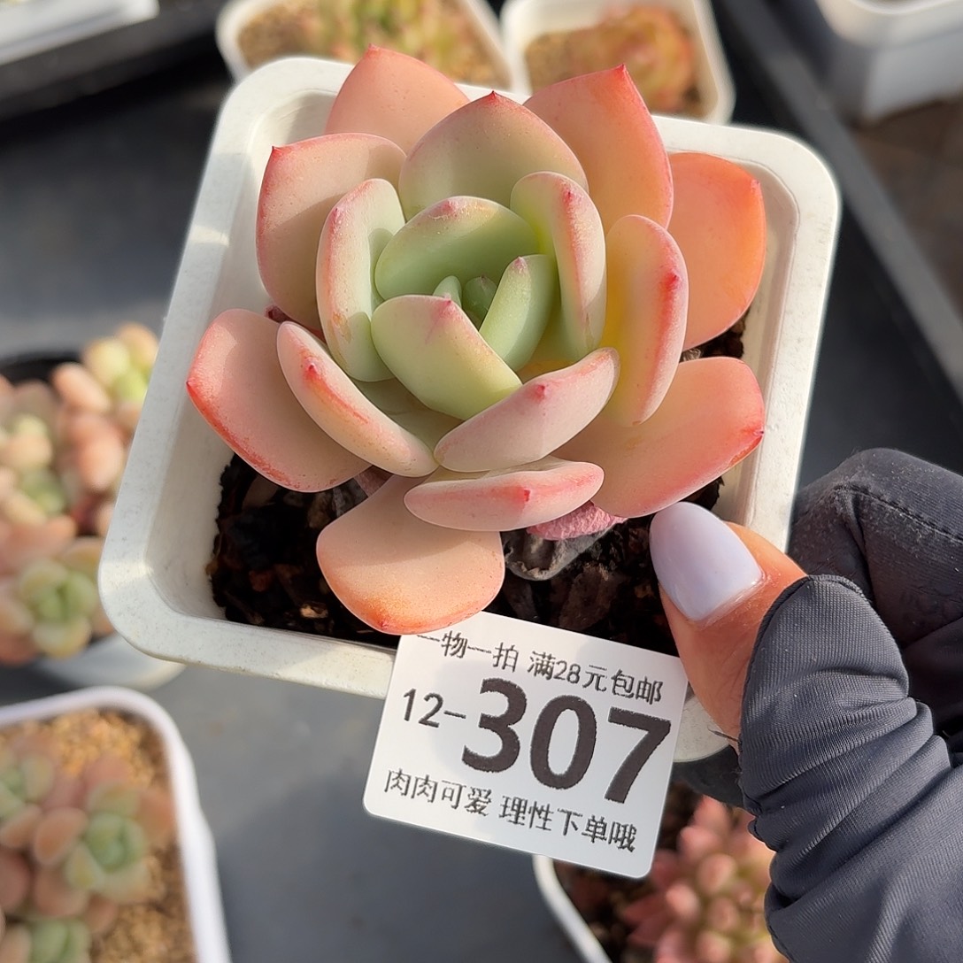 白月光无盆土发货