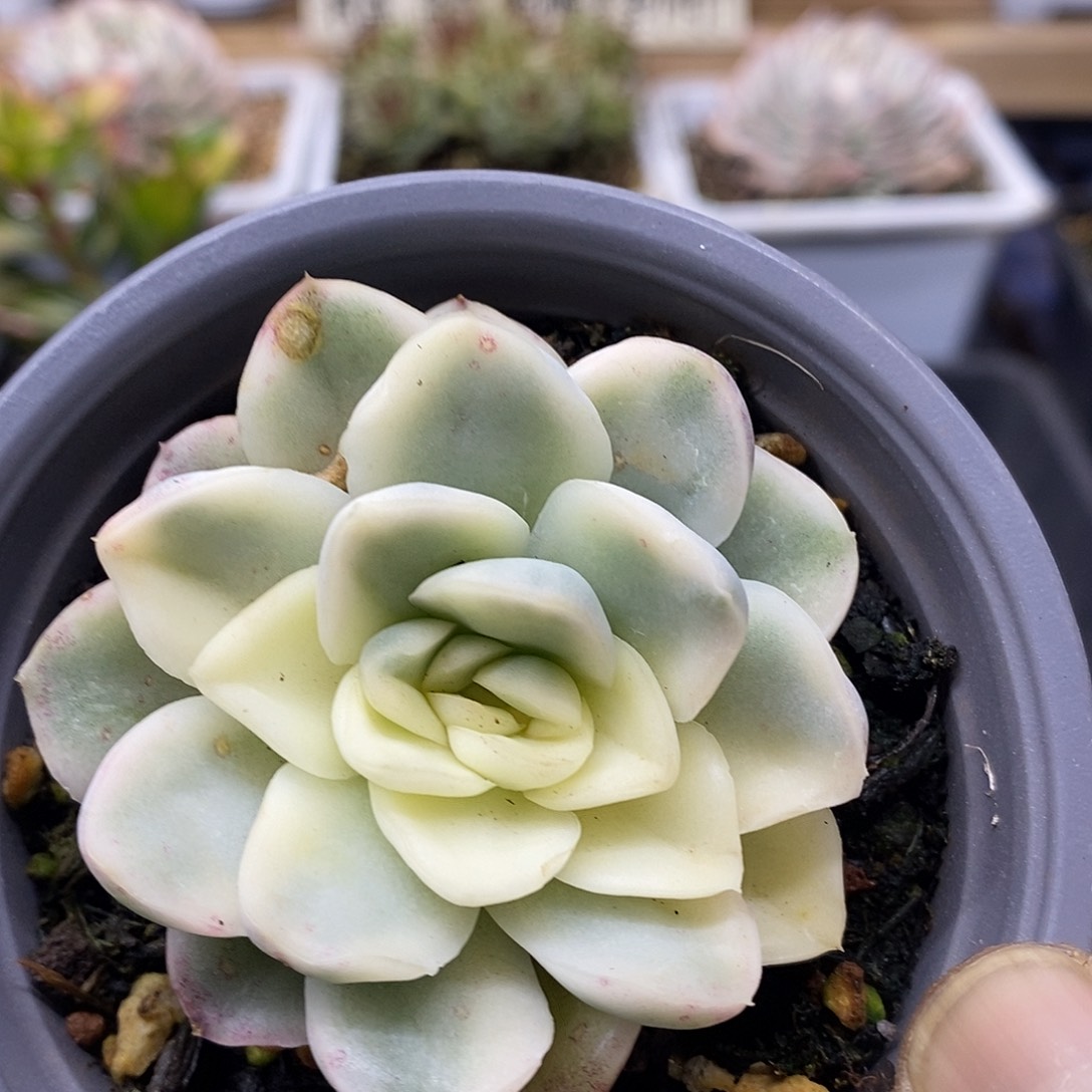 24152 雪鸢锦多肉