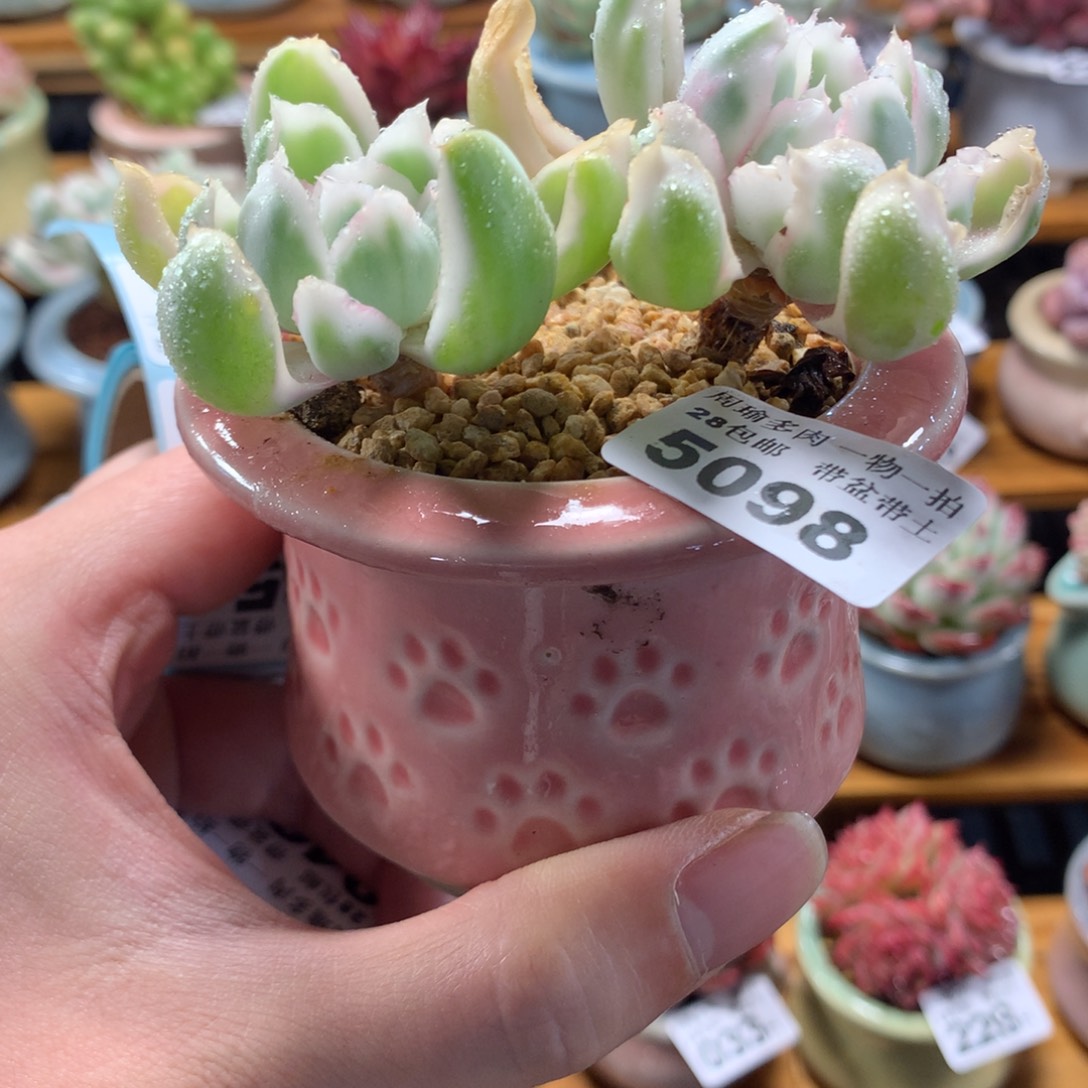 5厘米盆精控多肉5098