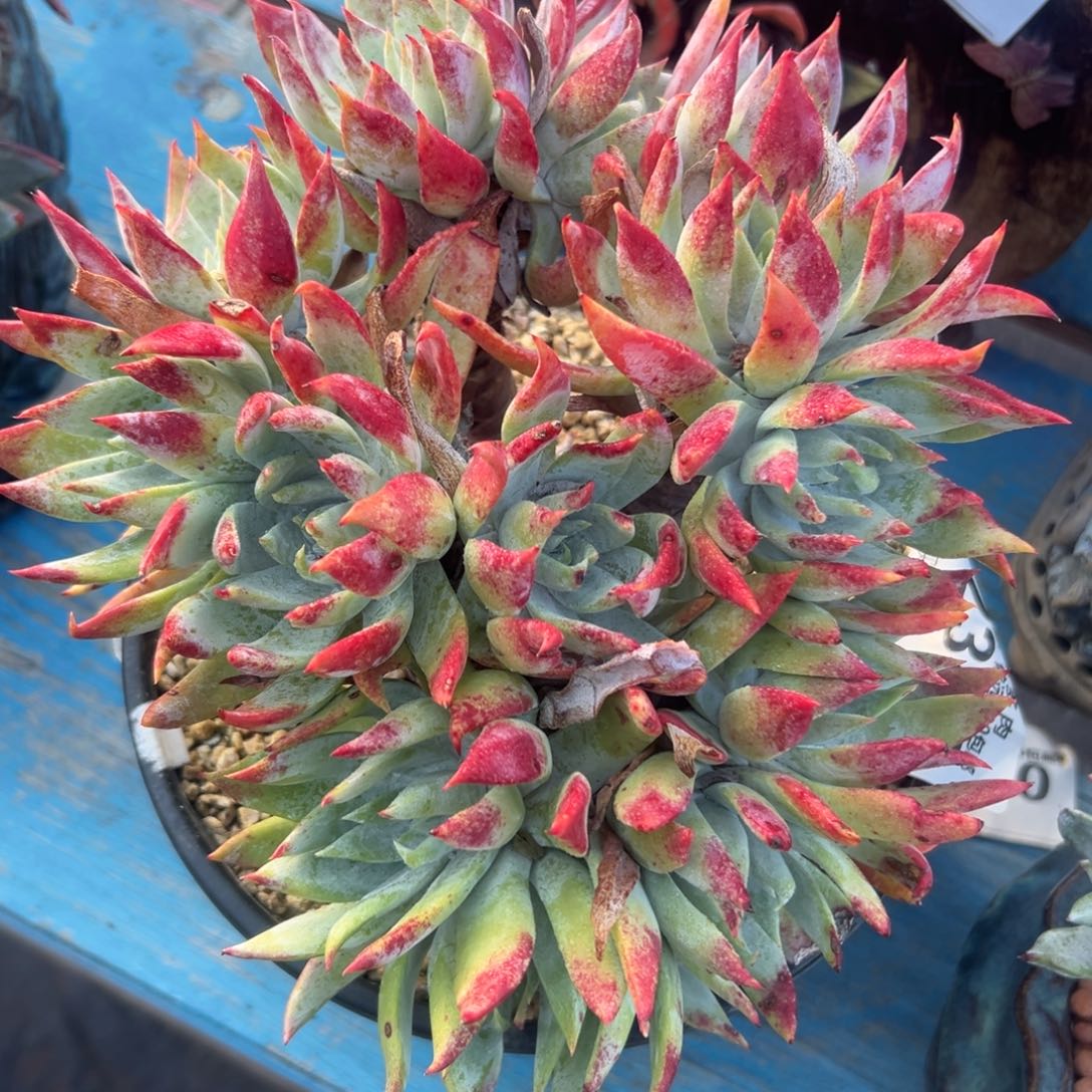 锦宸多肉～一物一拍2349