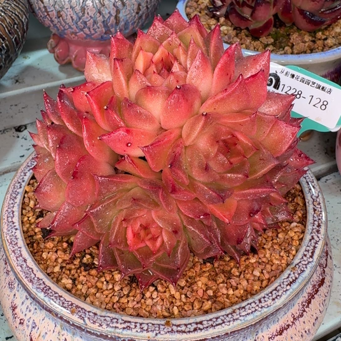 从前慢多肉精选编号1228.128