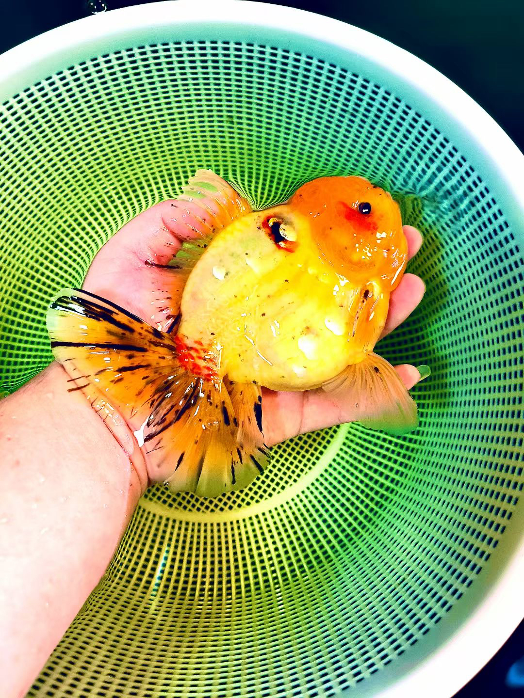 确认付款后检疫，金鱼无法退换