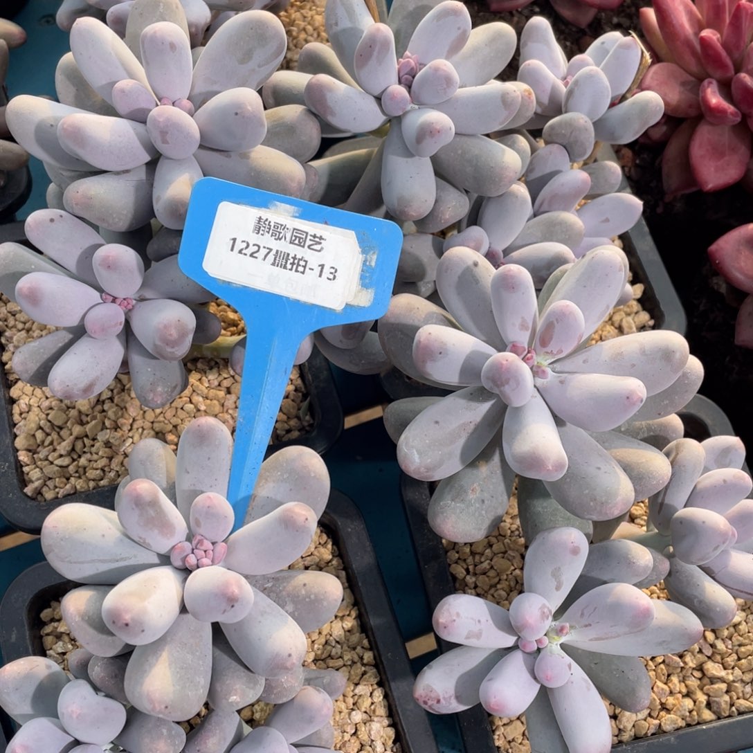 1227-13-韩版米可奶酪群福利一颗量拍