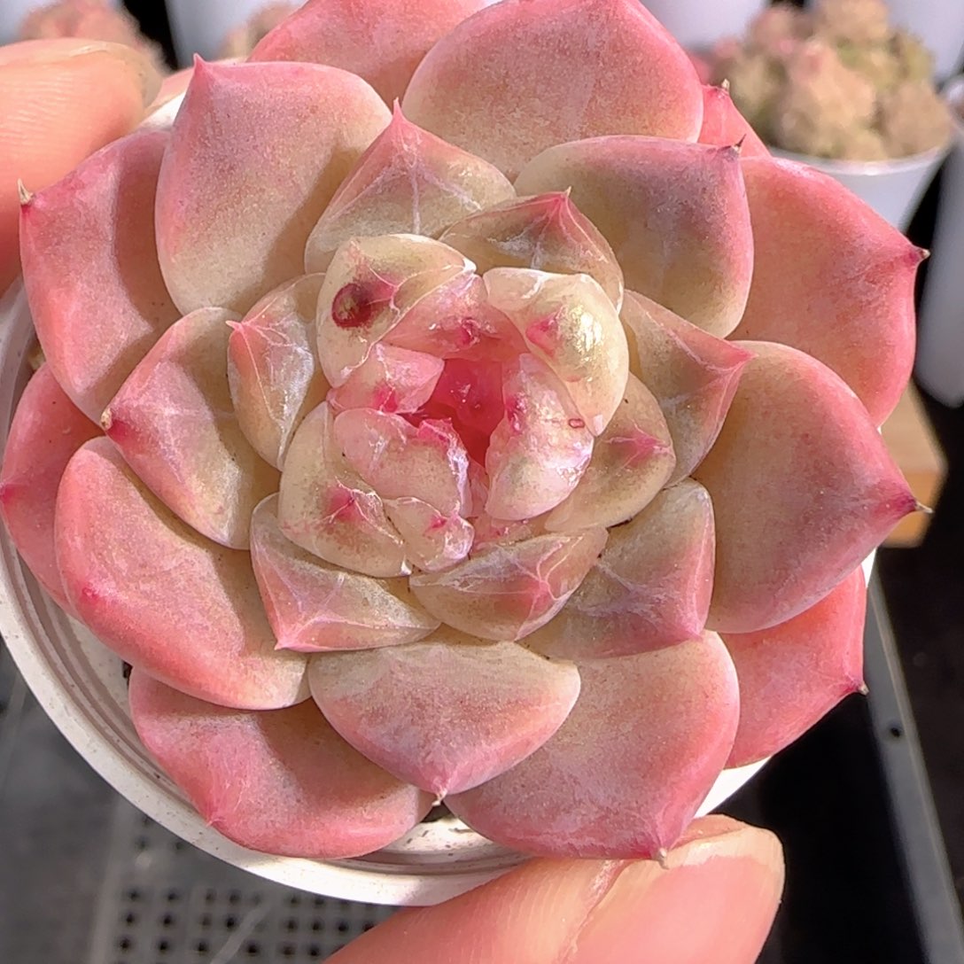 多肉0103-248秘境冰魄