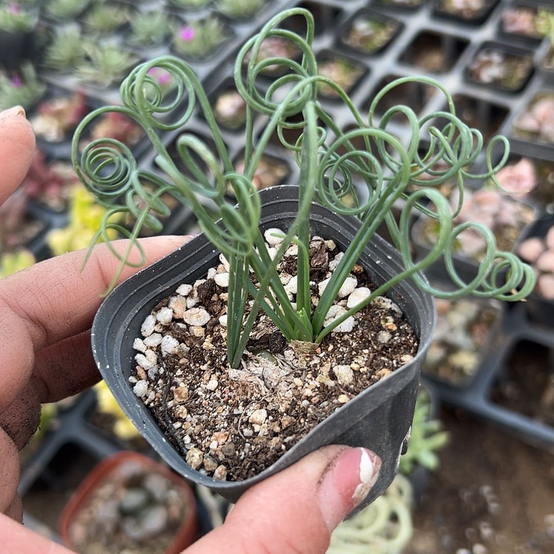 多肉植物弹簧草开花