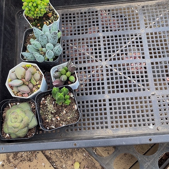 小***物209号筐带盆土发货