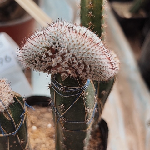 3696直刺佩雷缀化仙人球