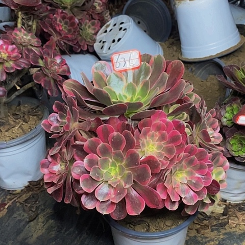 凤冠老桩捧花636号