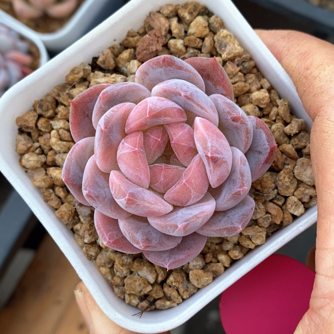 精品多肉一物一拍不包整183