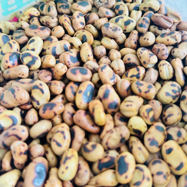 绿心蚕豆铁板干炒原味新货绿豌豆炒货铁板胡豆散装磨牙零食很硬