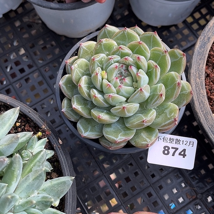 阿雅园艺。     874雪花