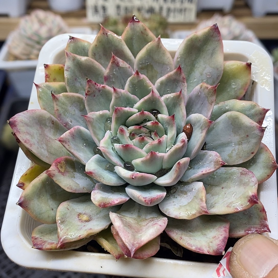 13170 荷花锦多肉
