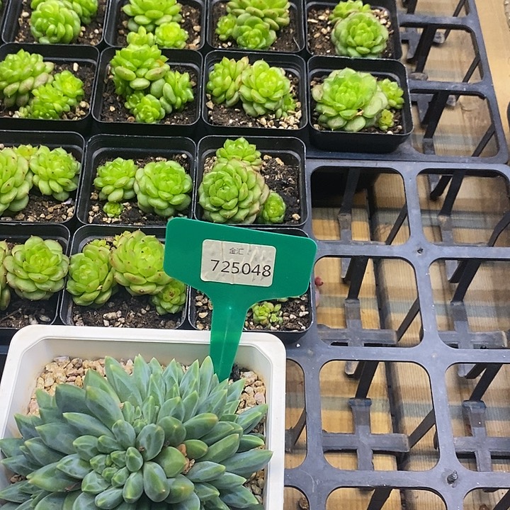 随***飞乌拉克拉福利725048