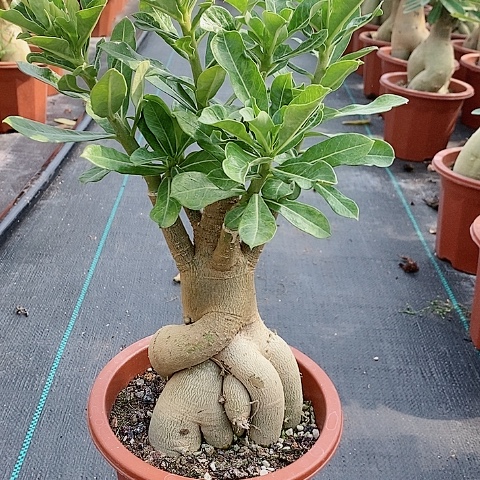 【闪购商品】无花朵兰*