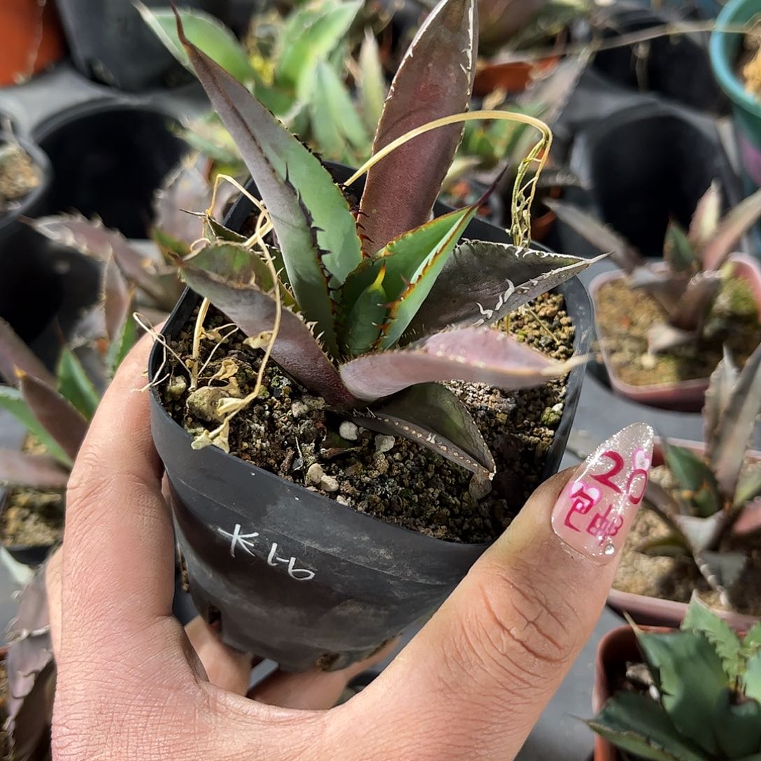 卡比兽单头发货有根