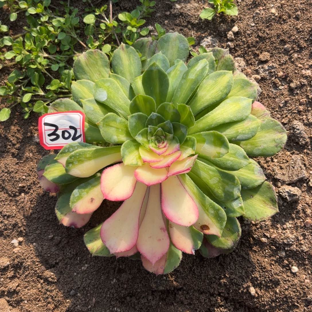 302多肉植物知否带侧芽